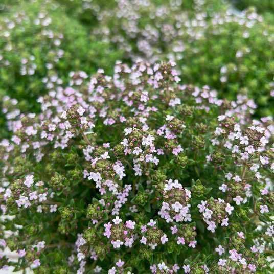 Чебрець "Фредо" - ароматний та корисний.