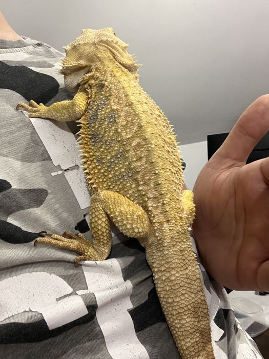 Agama brodata RZESZOW