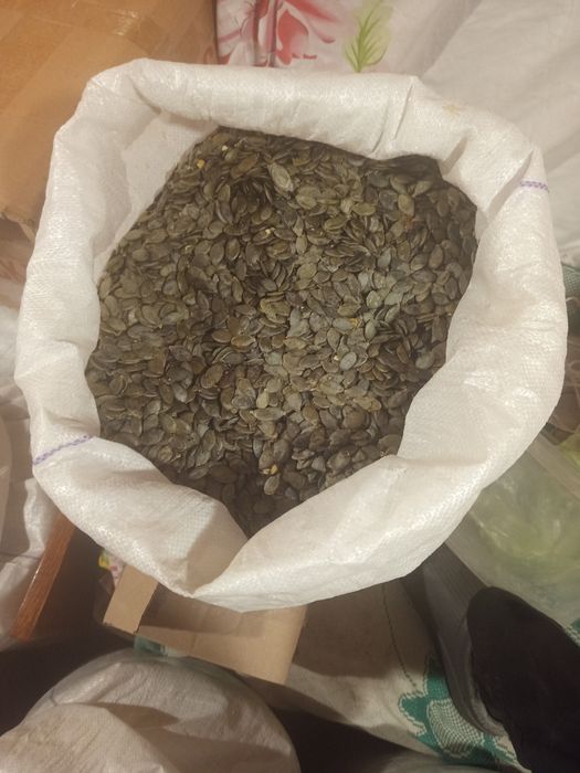 Посівне насіння голонасіного гарбуза