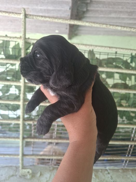 Cocker spaniel macho