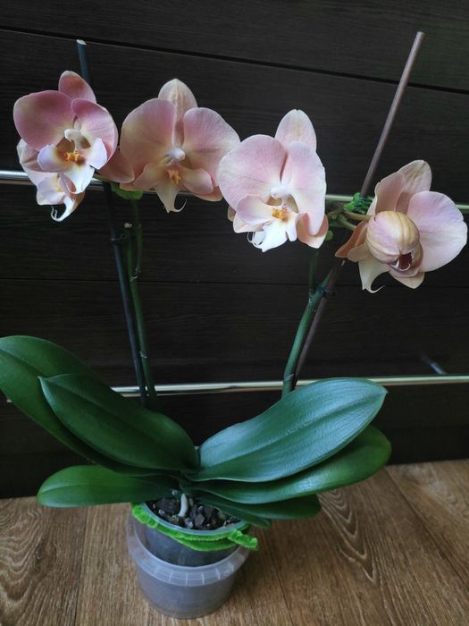 Орхідея, фаленопсіс райдужна.