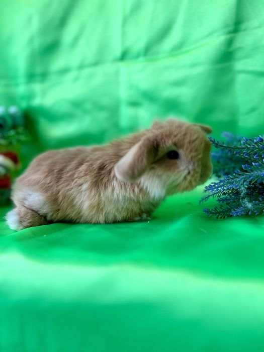 Рижуля.Карликові кролики,баранчики,висловухі