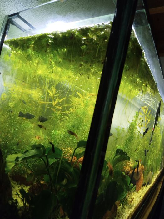 Amazon Frogbit (Planta de superfície)
