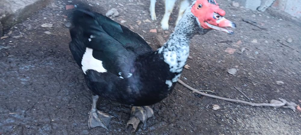 Vendo animais de quinta