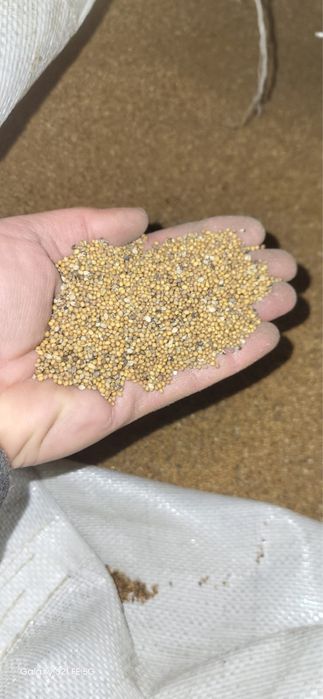 Продам Коріандр Гірчиця