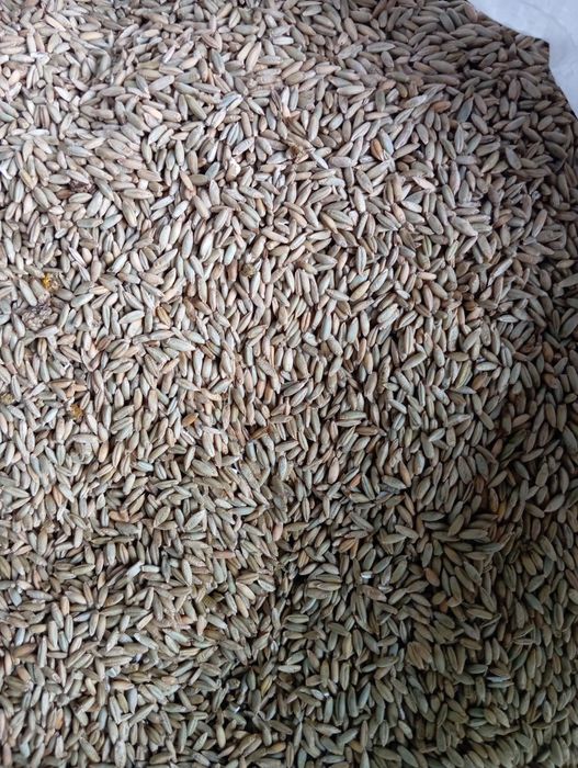 Zyto sprzedam zimowe