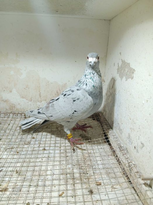 35.Gołębie pocztowe. Samiec Horst Bellinger DV 2019