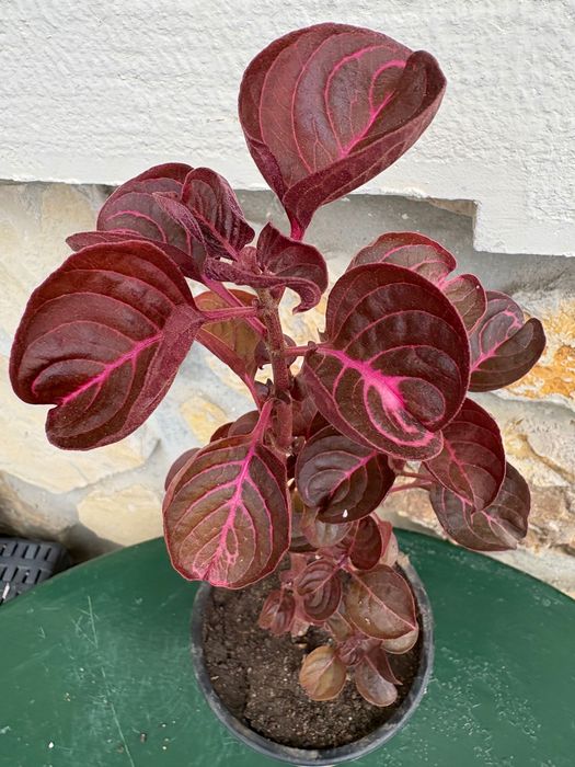 Iresine herbstii