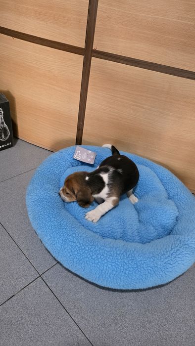 Beagle tricolor fêmea