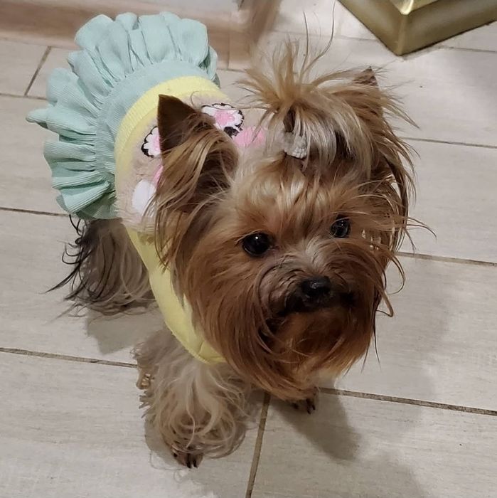 Продаются щенки йорк мини две девочки