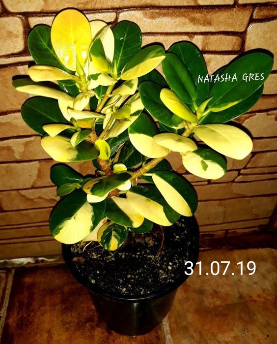 Ficus cv Green Island variegated.Фікус.Філодендрон