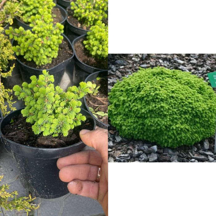 Ялина літл джем  1.5л