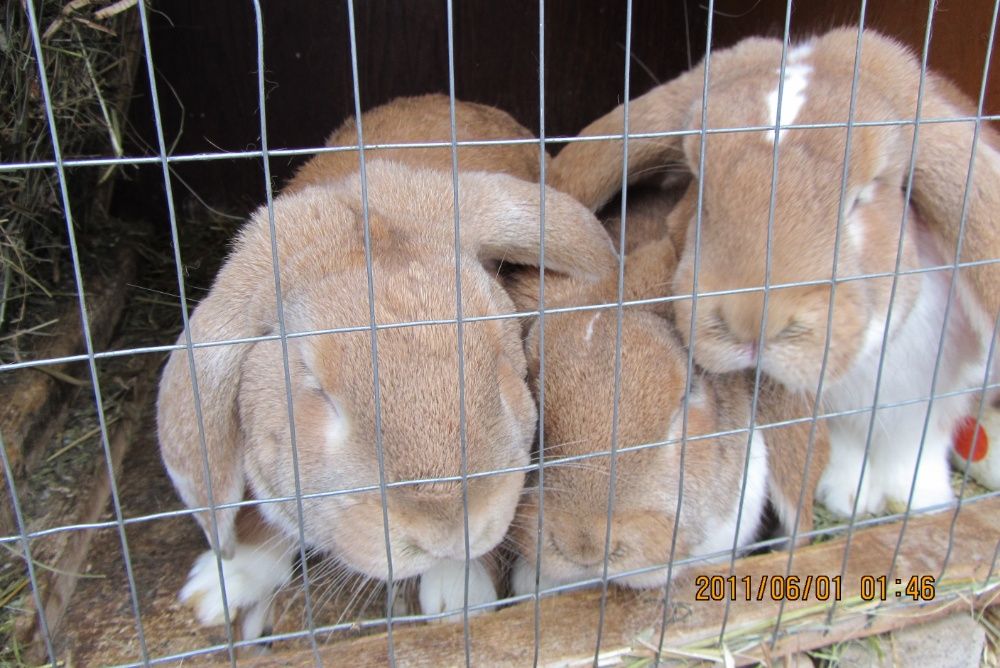 Продам кролят (французский баран)