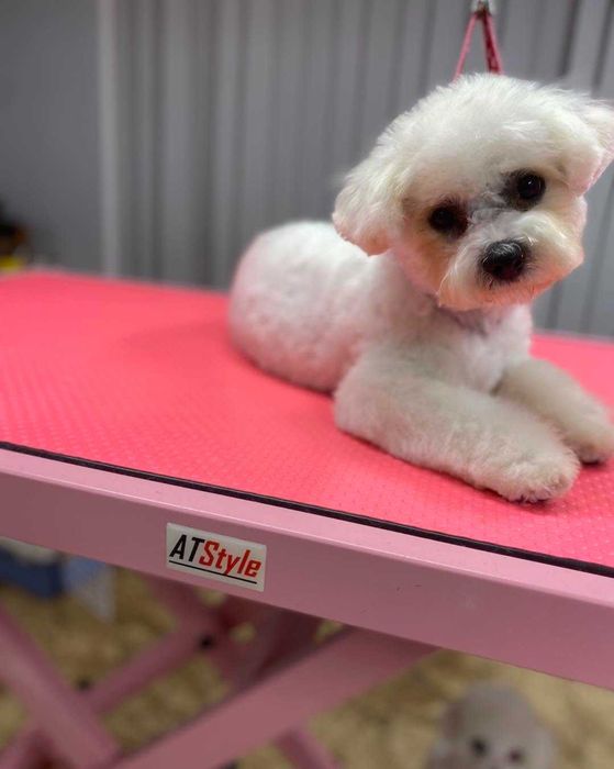 Suczka rasy Bichon Frise