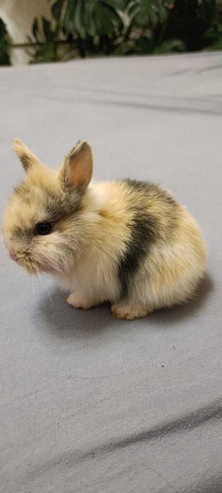 Śliczne króliczki miniaturki