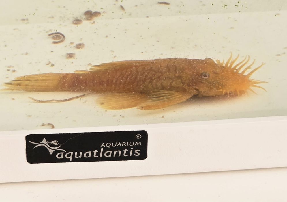 Aquario aquatlantis 60L como novo