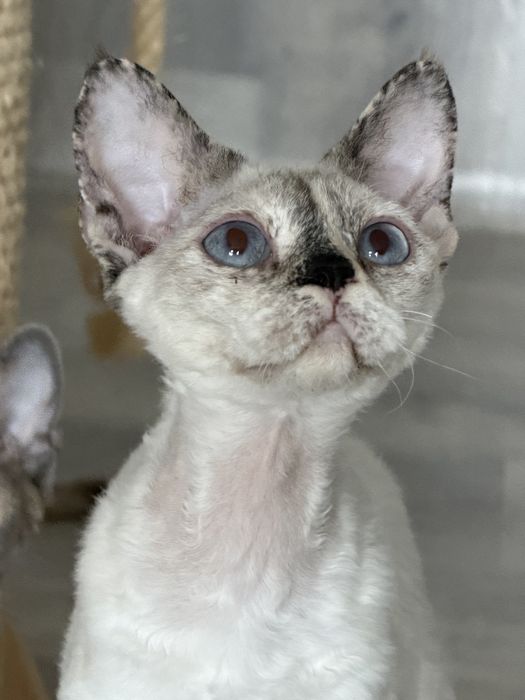 Devon Rex kotka TOLA