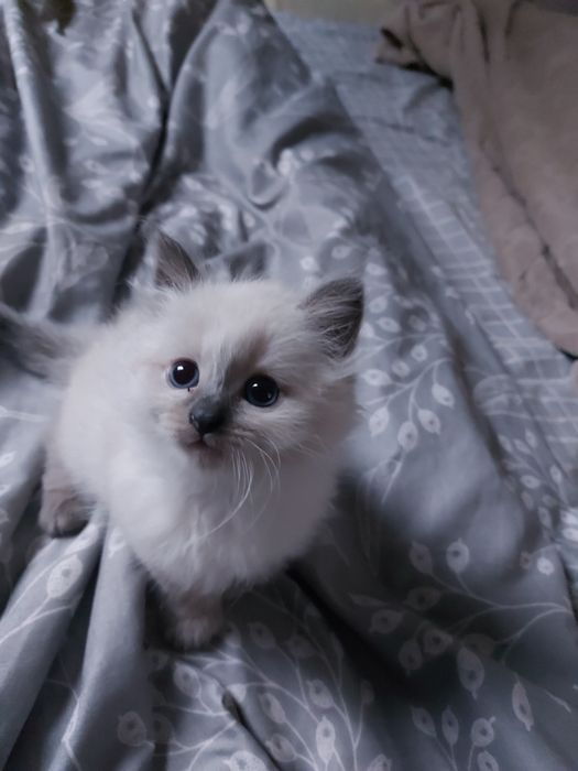Кошенята з родовидом Невські маскарадні