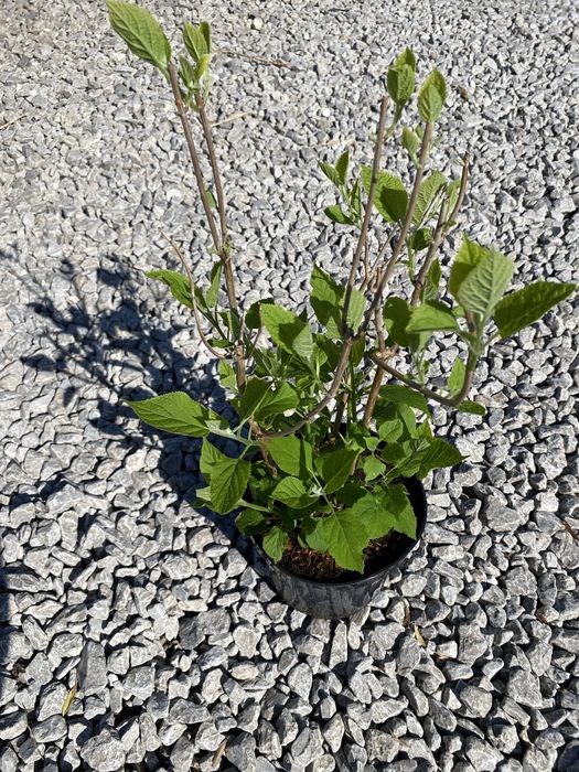 Hydrangea arborescens 'Annabelle' – hortensja krzewiasta