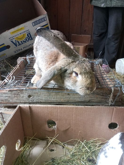 Продам кролі різних порід та віку