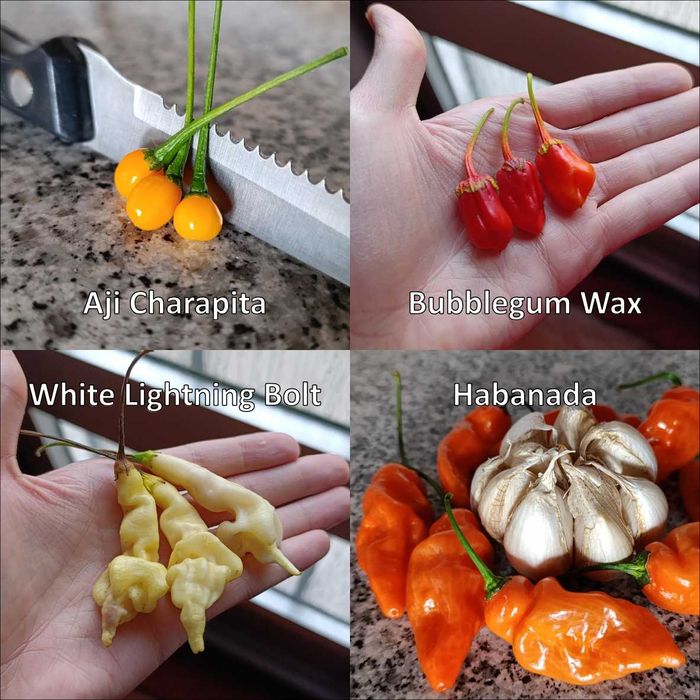 Sementes Pimentas (Colheita 2025)