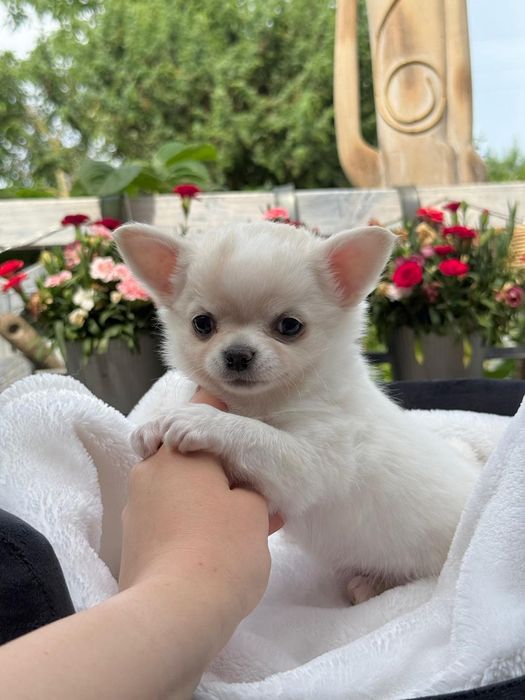 CHIHUAHUA, dziewczynka długowłosa, prawdziwy rodowód FCI ZKwP