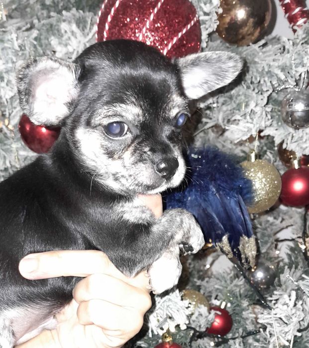 Chihuahua Bebé Macho