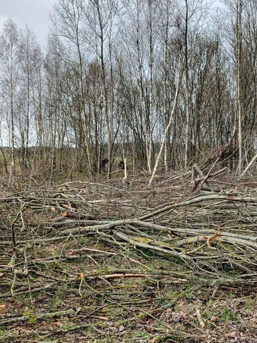Wycinka drzew trudnych . Czyszczenie działek za materiał