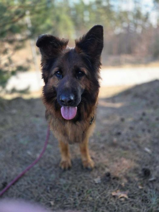 LUBA - Schronisko dla Zwierząt w Ostródzie