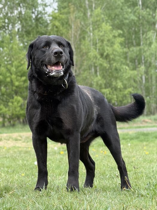 Piękny, dostojny HADES w typie labradora do adopcji!