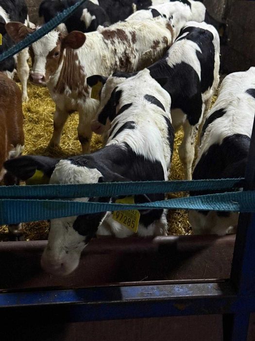 Byczki byczek ciele cielaki HF