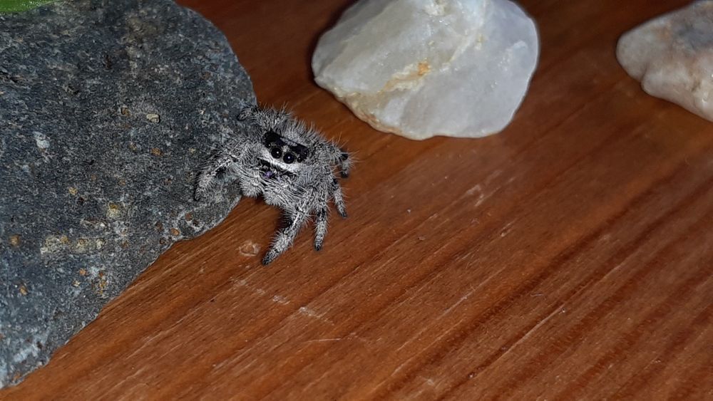 Phidippus regius white bahamas L9 samiec