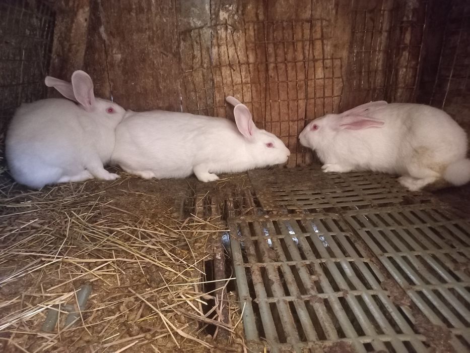 Самички,термонки,молоді!