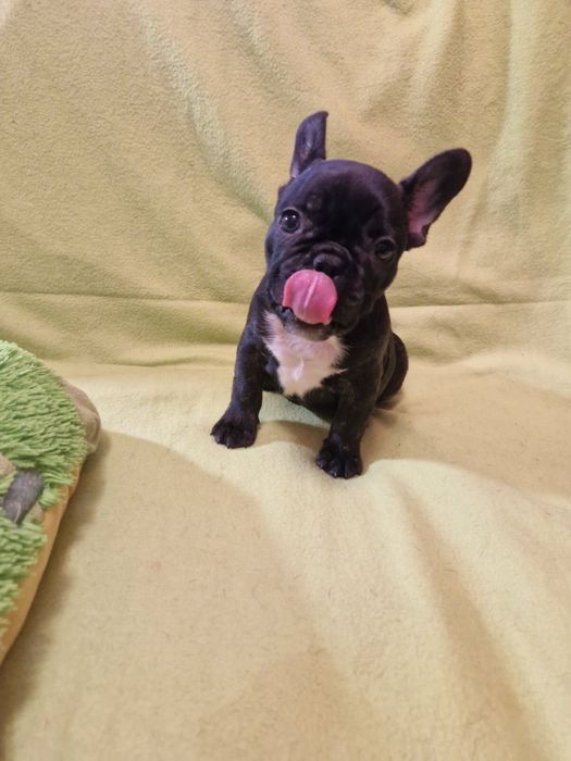 Французький бульдог