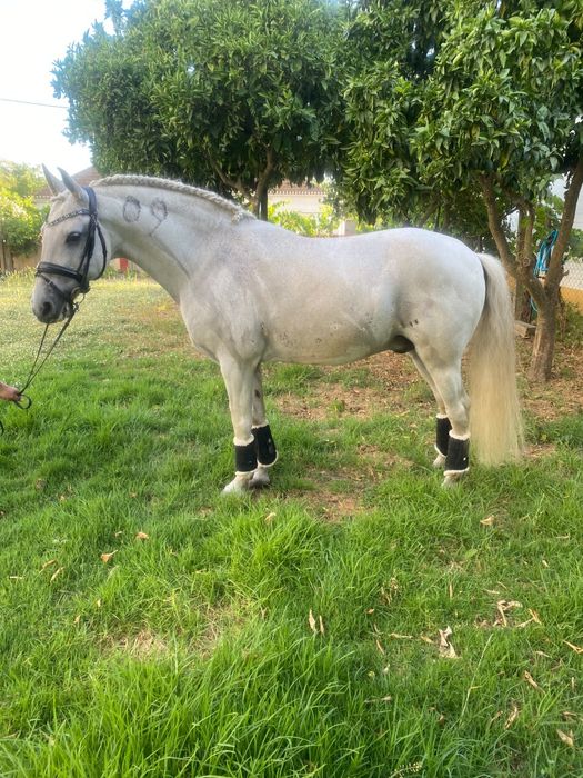 Vendo cavalo ruço
