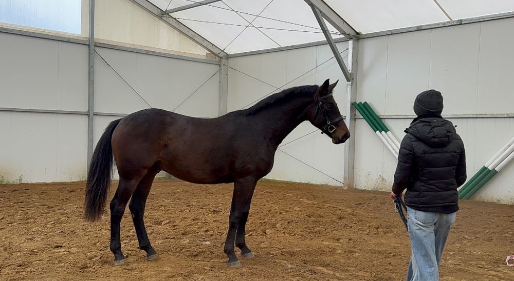 Walach hannowerski po Stakkato