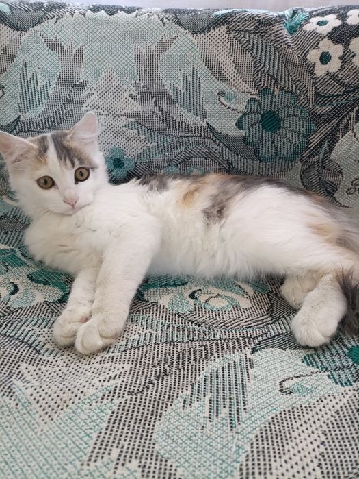 Подарю кошечку денежную бесплатно