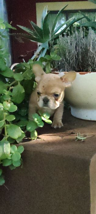 Bulldog Francês Lilac Fawn