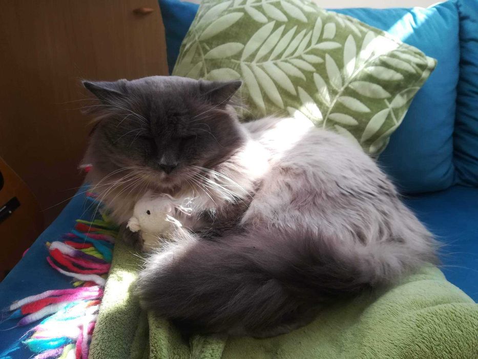 Gawot Kot syberyjski Neva Masquerade Gdańsk-Jasień NADAL SZUKAMY!