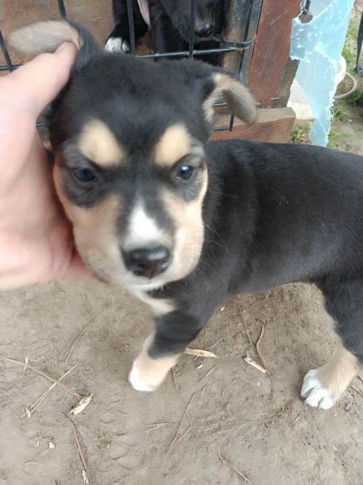 Suczki szczeniaki do adopcji