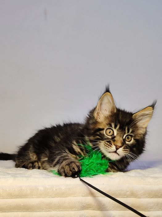 Кошенята Мейн-кун (дівчата)