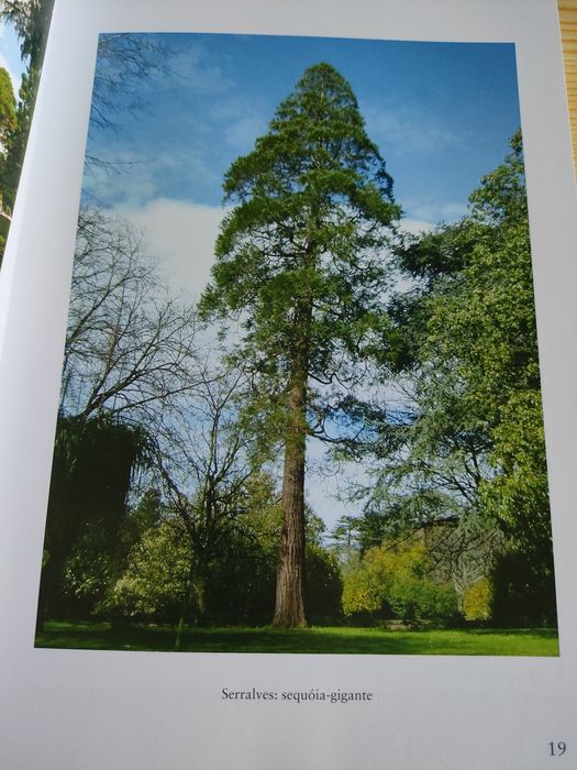 À sombra de árvores com historia / Porto