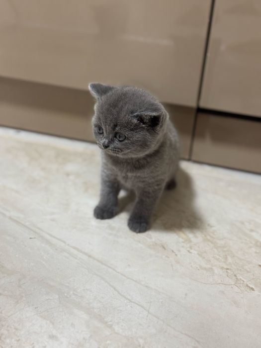 Шотландські хлопчик і дівчинка готові до переїзду