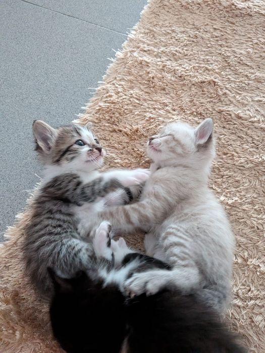Dou gatos para adopção