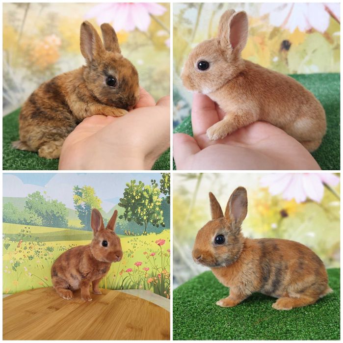 AKTUALNE króliczki miniaturki Mini Rex Orange karzełek Mini Lop