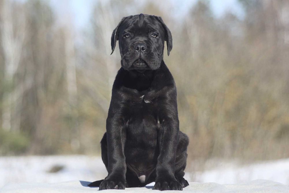 Хлопчик кане корсо КСУ