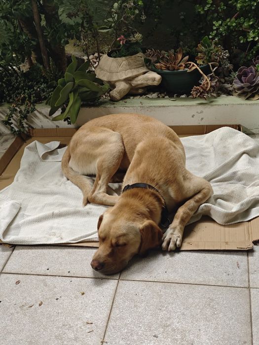 Doacao de cachorro