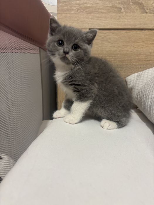 Kocia Idylla * PL  Kocur brytyjski kocie krotkowlosy