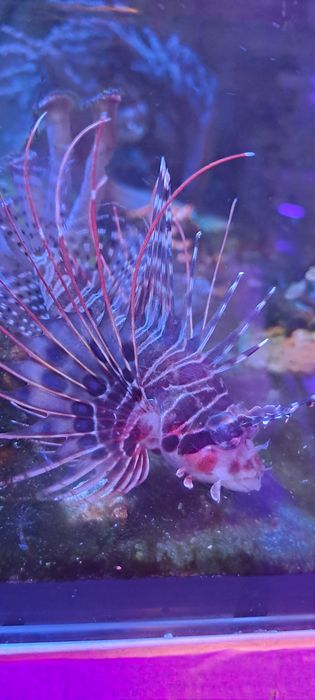 Pterois antennata ryba morska