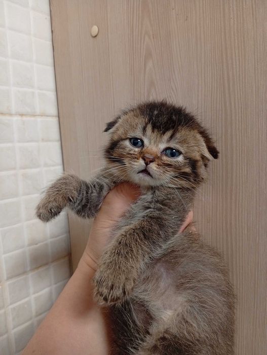 Скоттиш фолд девочка